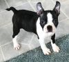 Stunning Boston Terrier Puppies for Sale.