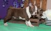 Playful and Cute Boston Terrier Puppies