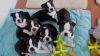 A Cracking Litter Of Black And White Boston Terrier