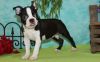 AKC Registered Boston Terrier Puppies
