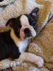 Show Quality Boston Terrier For Stud