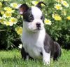 great boston terrier puppy for sale