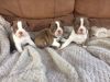 *coloured/champage Female Boston Terrier puppies