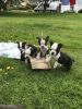 Boston Terrier Puppies Ready Now For New Homes