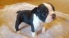 Boston Terrier Puppies Kc Registered