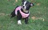 Well Socialized Boston Terrier Puppies.