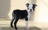 Healthy Pure breed Boston Terrier Puppies