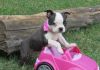 Healthy Boston Terrier Puppies For Sale