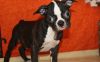 Beautiful Boston Terrier Puppies For Sale!