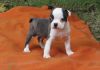 Home Raised Boston Terrier Puppies Available