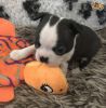 Boston Terrier Puppies Gorgeous Male and Female