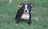 AKC Boston Terrier Puppies available