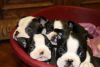 efegg ACtual Boston Terrier Puppies Available.