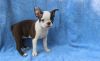 Adorable Boston Terrier Puppies for Sale