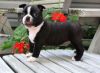 Lovely pure breed Boston Terrier puppies