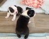 Adorable Boston terrier puppies for sale