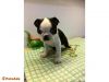 Boston Terrier puppies. Adorable Black and White Male pups available.