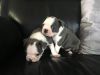 Kc Blue & White Boston Terrier Puppies