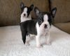 Boston Terriers ** Ready To Leave **