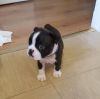 Kc Registered Boston Terrier Puppies Ready Now.