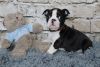 Naturally Welped Kc Registered Boston Terrier Pups