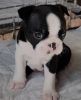 Boston Terrier Purebred Puppy Litters for Sale!