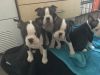 Male and female Boston Terrier Puppies