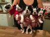 Naturally Welped Kc Registered Boston Terrier Pups For Sale