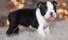 Healthy Boston Terrier Puppies-Male and Female