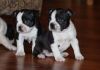 Boston Terrier puppies available for adoption.