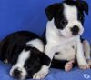 Black and white Boston Terrier Puppies