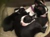 Ready Now 2 Boston Terrier Puppies For Sale