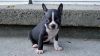 Outstanding Boston Terrier Puppies For Sale