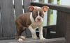 Akc reg. Male and female Boston Terrier puppies