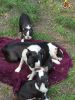 Ready now,boston terrier uppies litter for sale