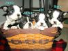 AKC Boston Terrier Puppies