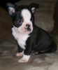 Healthy Boston terrier puppies ready