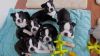 Boston Terrier puppies ready for adoption.