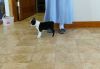 Male and female Boston Terrier Puppies