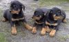 Rottweiler puppies ready for 