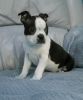 Boston Terrier Pups, Kc Registered, Ready To Leave