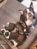 Boston Terrier Puppies Kc Reg 2 Girls Left
