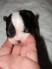 AKC/CKC Boston Terrier Puppies-Born x-xx-xxxx-DNA-JHC-DM Clear