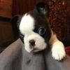 AKC Registered Boston Terrier Puppies - For Sale