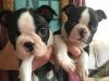Boston Terrier Puppies - Ready To Leave - For Sale