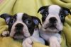 Boston Terrier Puppies Kc Reg 2 Girls Left