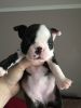 grdh Boston Terrier Puppies for sale