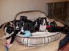 Boston puppies AKC 4 available.