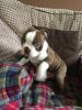 Super adorable Boston Terrier Puppies for sale