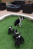Beautiful Boston Terrier Puppies—Male/Female—Financing available